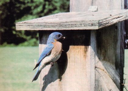 Help the Bluebirds: Build a Bluebird House Image
